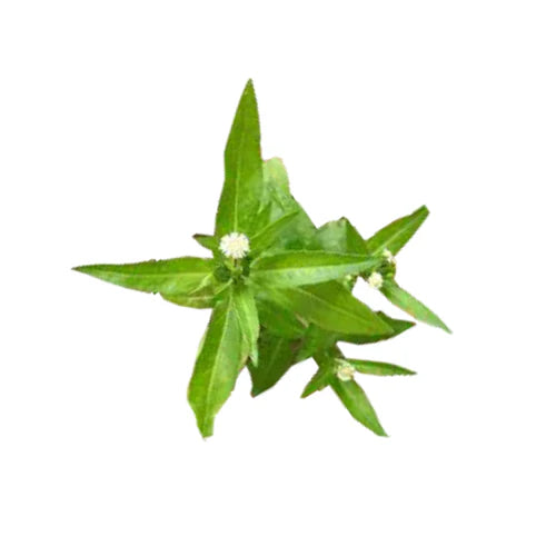 Bhringraj