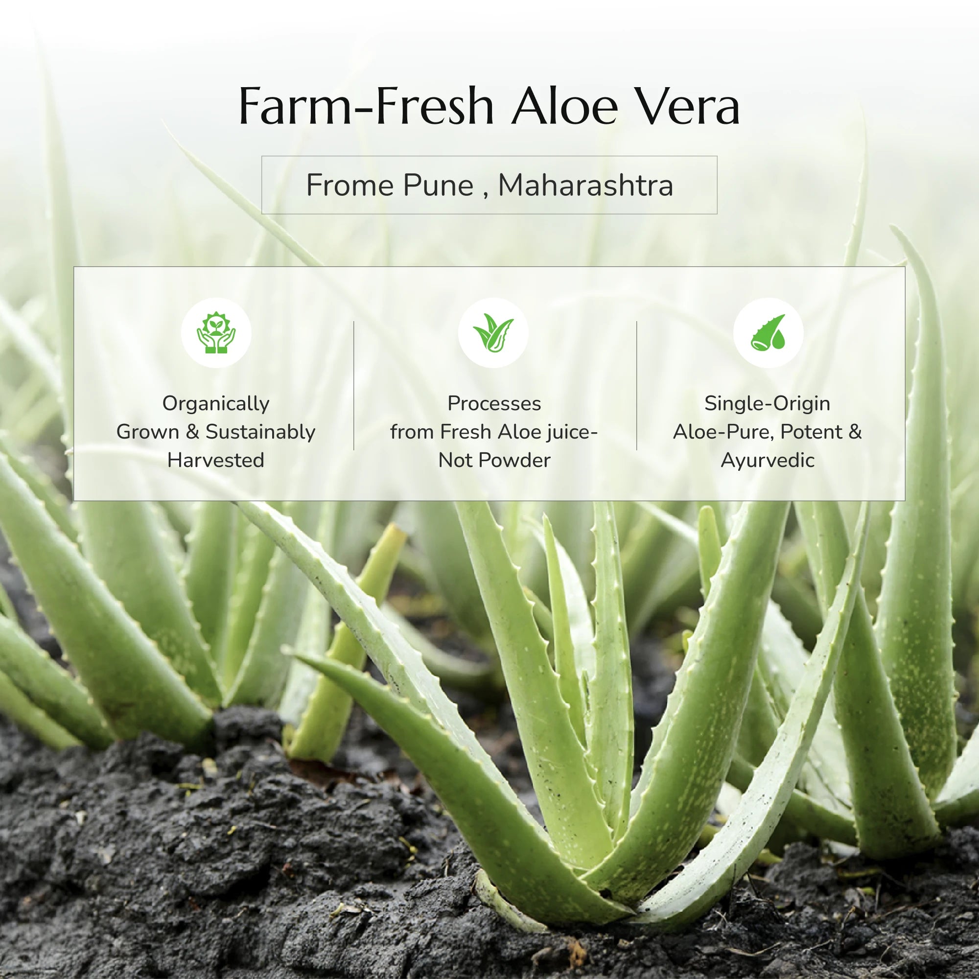 Greenleaf Aloe Vera Skin Gel